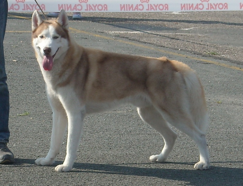 Spirit Of The Wind's Baltic boy (dit bruce)