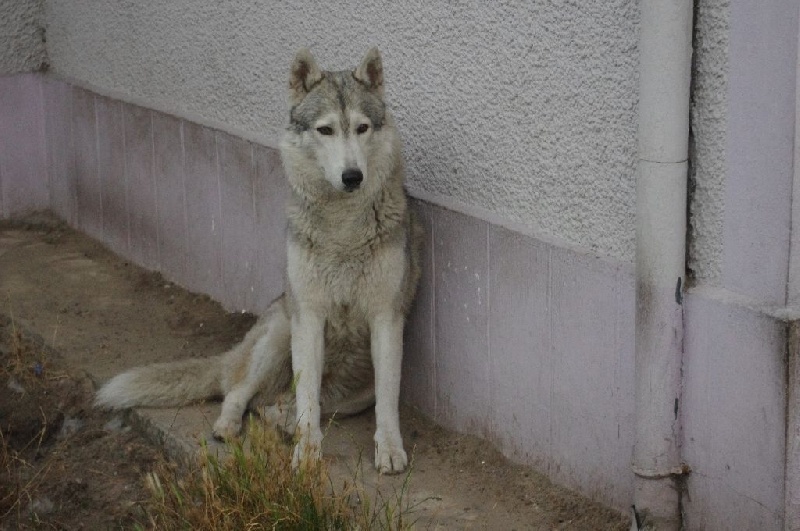 Eoghan o'bruce des Esprits du Loup
