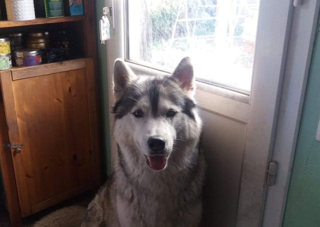 CH. Hatchi-ko o'bruce des Esprits du Loup